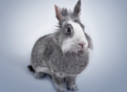 英雄联盟总决赛直播-唯一性的对决，德甲争冠焦点战中的冰岛封锁亚特兰大战术