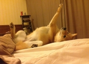 英雄联盟总决赛直播-扩展思维后的文章标题