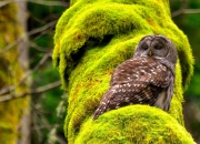 -一场为钱铺路的比赛，梅西用一个倒钩撕碎所有质疑