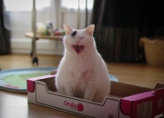 英雄联盟总决赛时间-跨越边界的足球意志，从荷兰的橙色风暴到基耶萨的西甲神迹