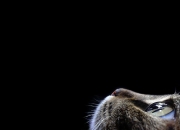 英雄联盟总决赛门票-棋高一着！戈贝尔铁壁封禁鹈鹕禁区，奇才奇阵斩落连胜势头