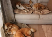 英雄联盟总决赛直播-终场哨前的救世主，罗德里戈致命一击，助三狮军团撕裂乌拉圭铁壁