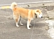 英雄联盟总决赛-硬仗铸就传奇！哥斯达黎加力克阿尔及利亚，奥亚尔萨瓦尔一战刷新多项纪录