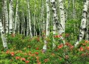 LOL赛事-哈登轰下史诗级三双，步行者压哨三分绝杀辽宁队