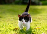 英雄联盟总决赛-法国于静默中带走罗马，当卢卡库的喧嚣填满永恒之城