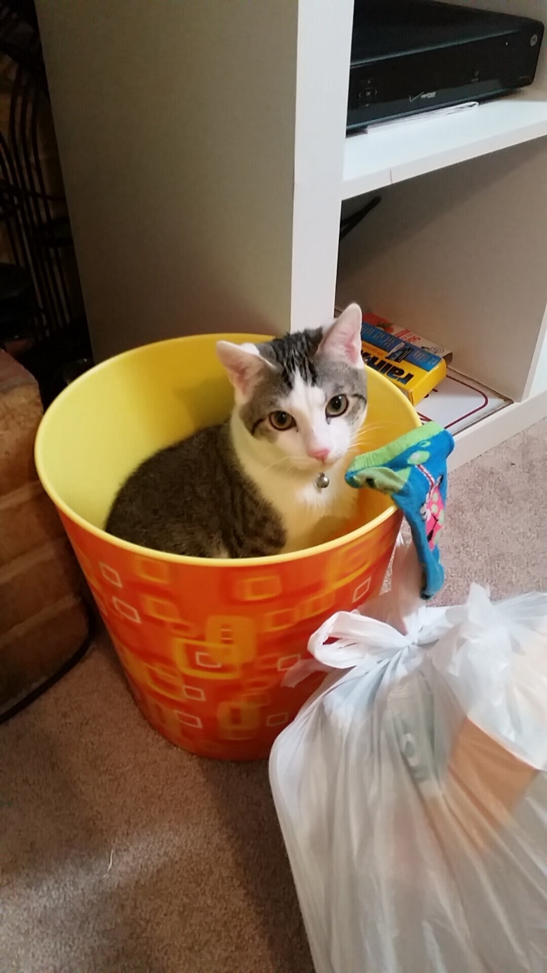 世界排名风云突变！霍勒迪末节狂飙，雷霆轻取森林狼锁定关键席位