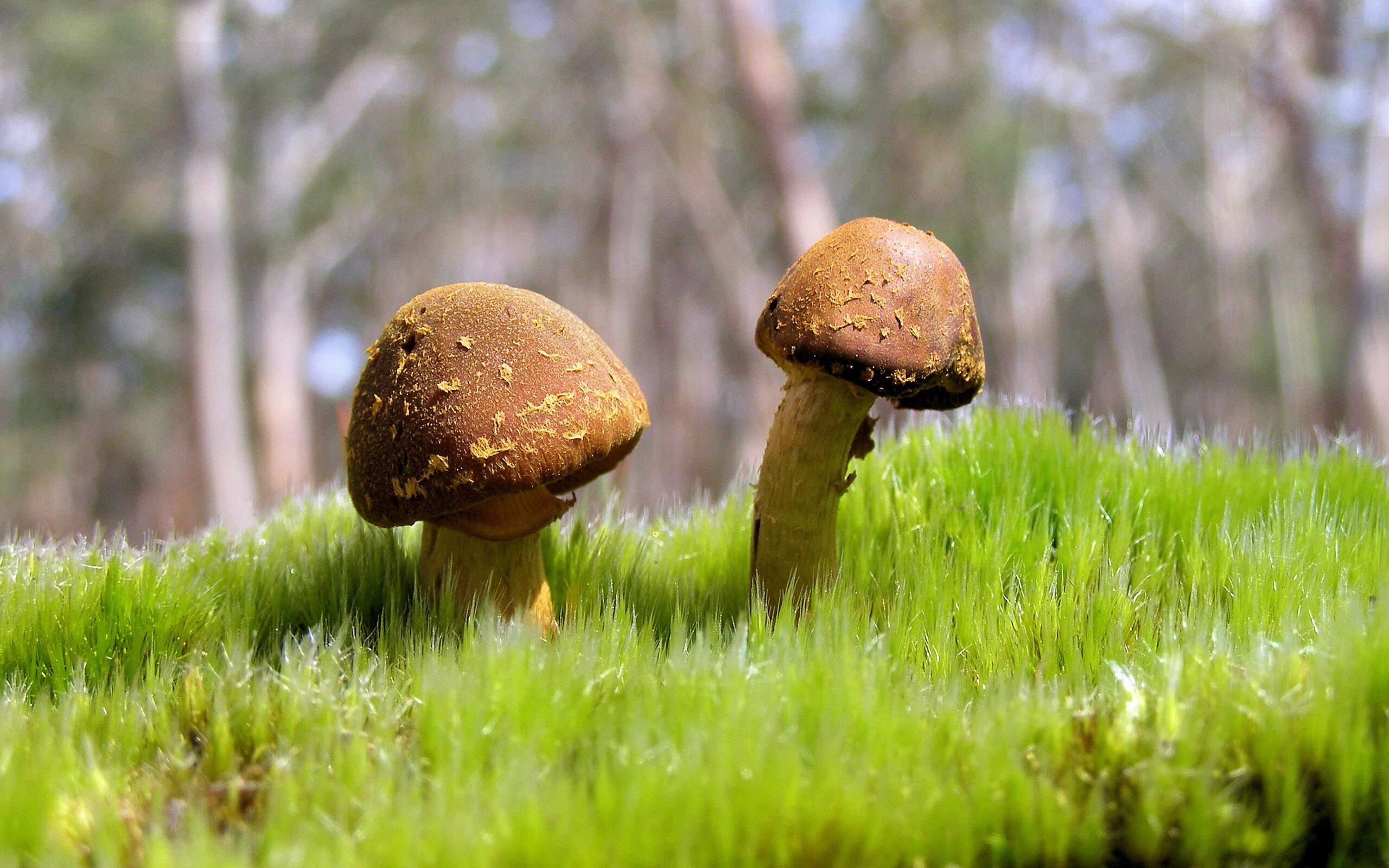 马克西爆发破天际，黄蜂诡异节奏锁死十一冠王，这场胜利为何无法复制？