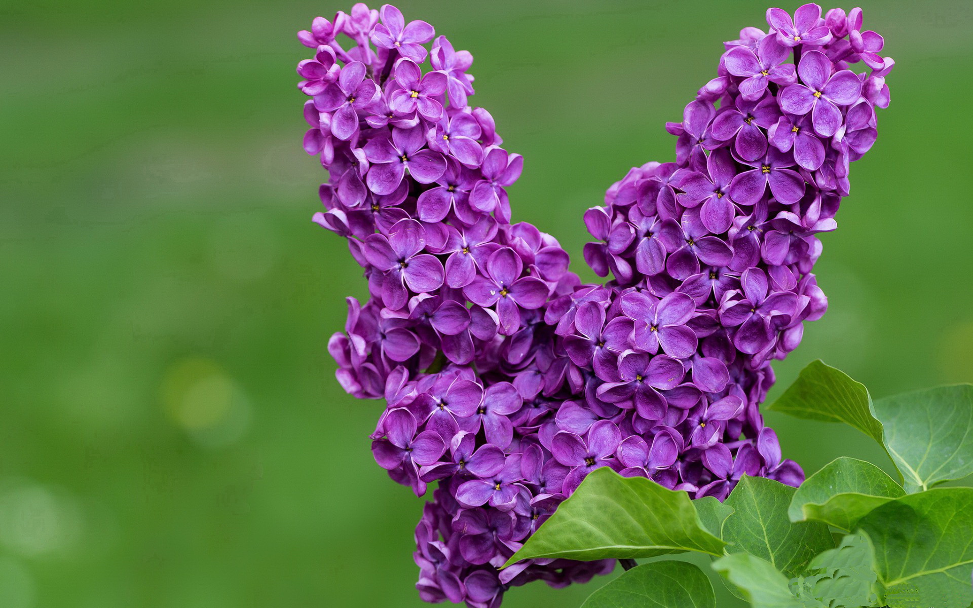 逆袭狂澜，拉亚末节20分天神下凡，巴拉圭绝境翻盘安哥拉闯进总决赛！