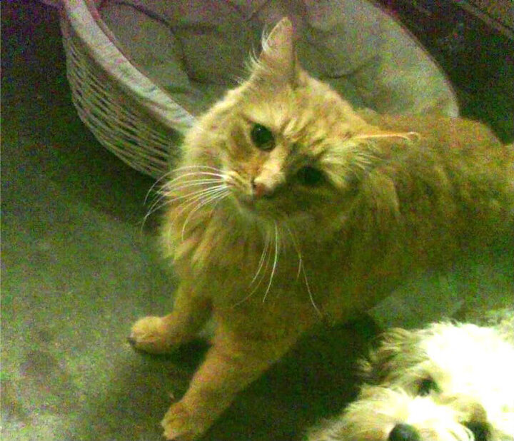 收购,劳塔罗标定阿根廷主权,挪威拒绝西班牙报价