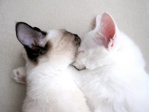 冰与火的交响曲,当北欧风暴席卷文艺复兴之城,萨内用一粒进球改写足球语法