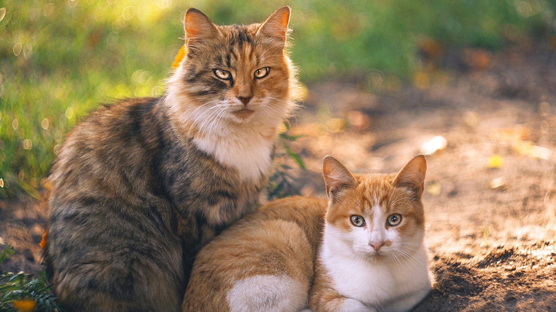 东方利刃出鞘之夜,武切维奇用里程碑为山西刻下篮球图腾