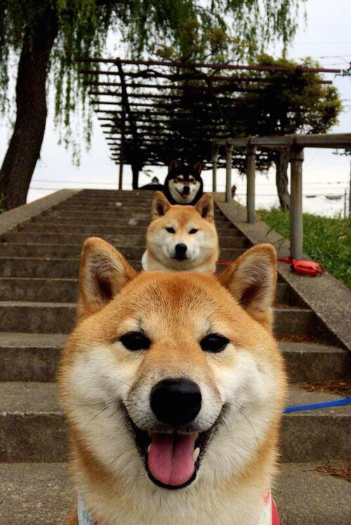 巨人屠龙记，步行者如何用防守的铁笼，关住了鹈鹕的翅膀，却为英格拉姆铺就英雄之路