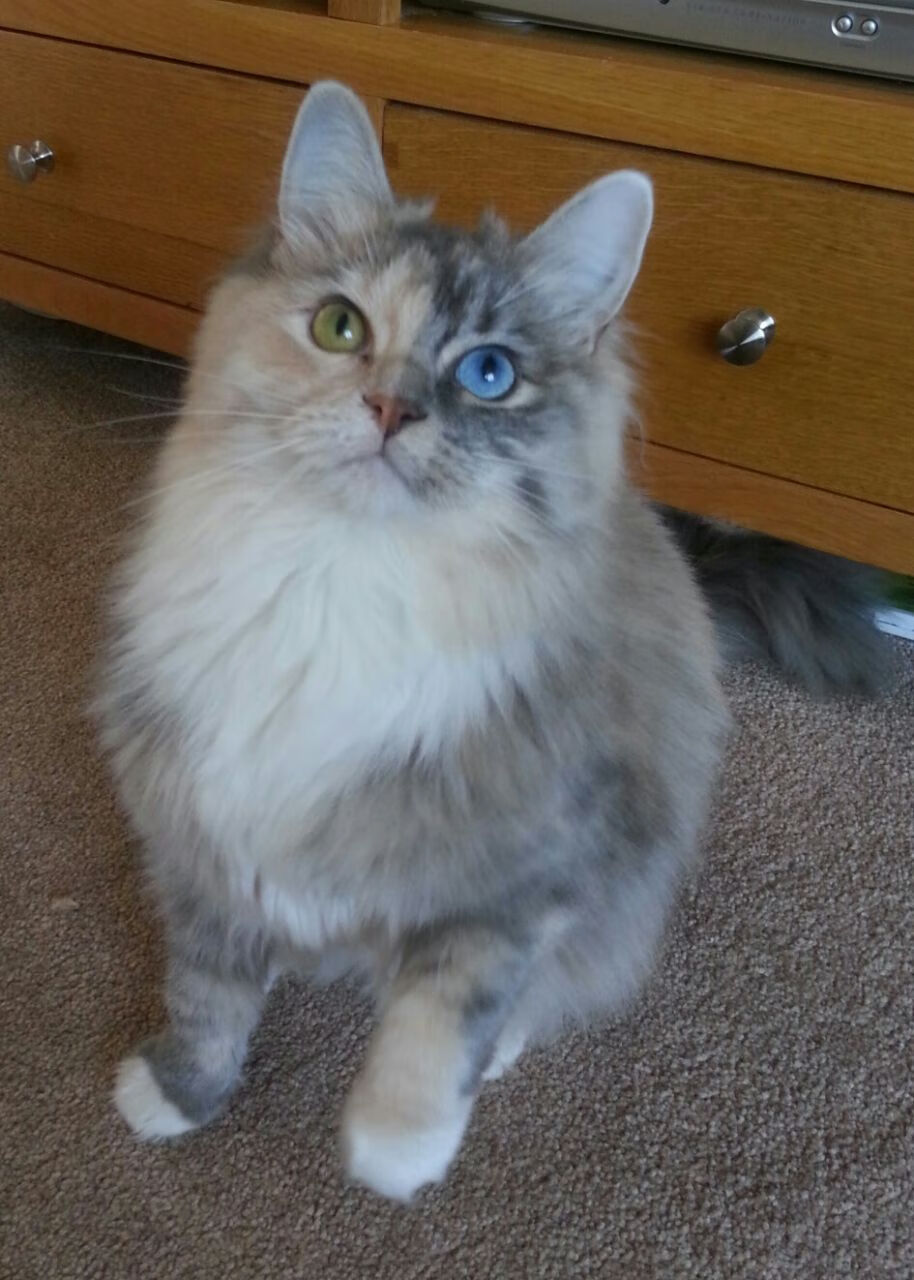 篮网狂胜太阳映照联盟格局,库里在排名争夺战中展现实力统治