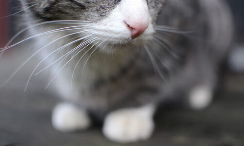 钢铁中场，永不断电，巴尔韦德如何在对阵哥斯达黎加时诠释稳定输出