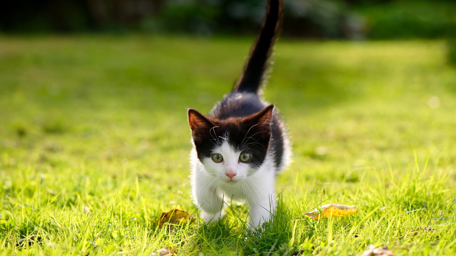 法国于静默中带走罗马，当卢卡库的喧嚣填满永恒之城